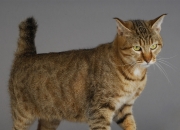 开云体育登录-抢七夜，逆袭的蓝金风暴，步行者如何掀翻费城巨人