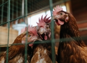 开云体育入口-战术制胜，奥地利体系化压制澳大利亚，奥亚尔萨瓦尔诠释现代攻防转换艺术